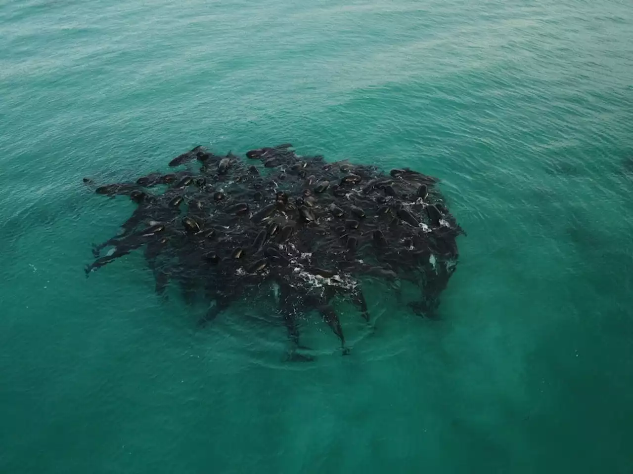 Nearly 100 whales die following mass stranding along Australia’s southern coast