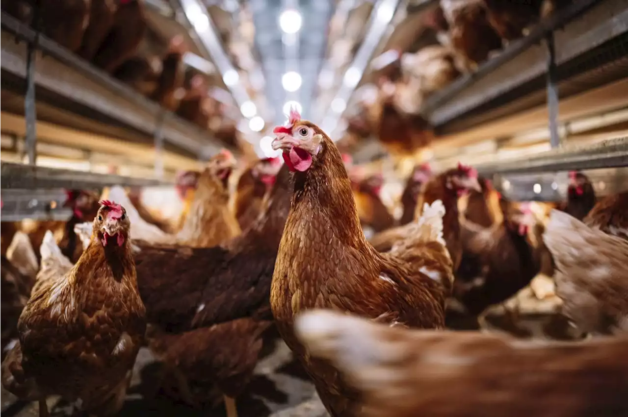 Bird-flu bans on US poultry exports persist even as cases subside