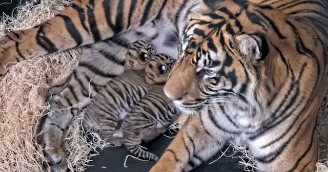 Safari Park welcomes 2 Sumatran tiger cubs in time for World Tiger Day