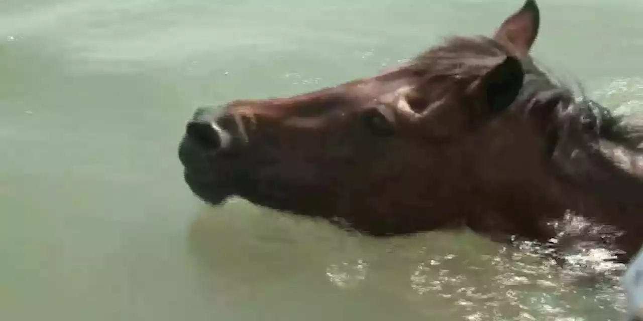 Pony swim is ‘better than Christmas morning’