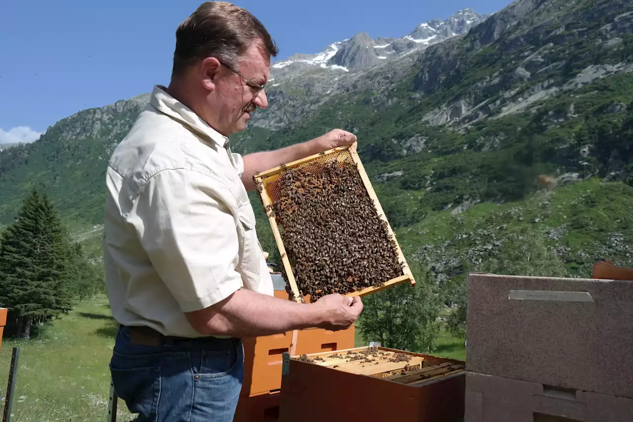 «Los emol» – der BaZ-Podcast – «Bienen leben in einer Demokratie – sie stimmen sogar ab»