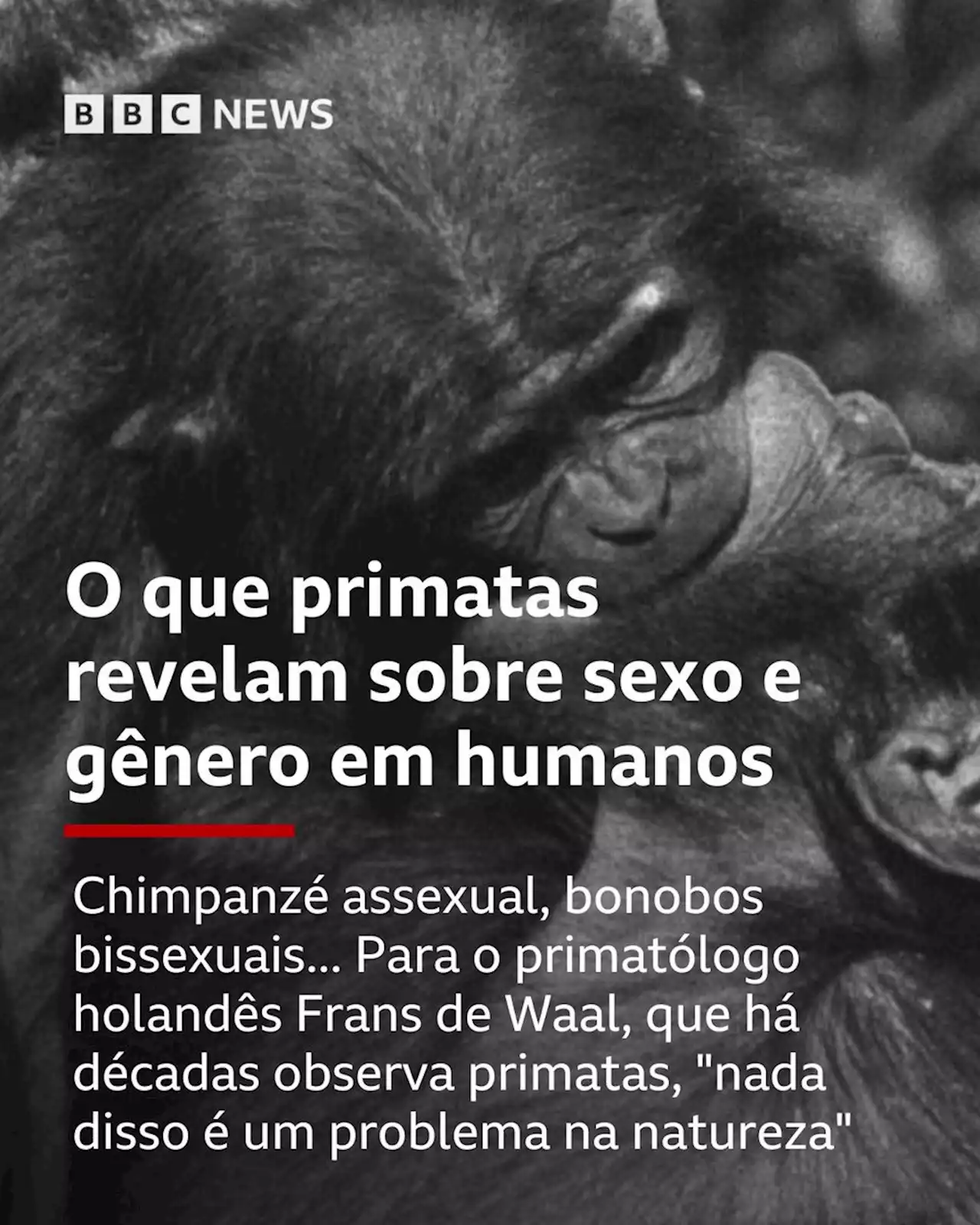 Chimpanzé assexual e bonobos bissexuais: o que primatas revelam sobre sexo e gênero em humanos, segundo cientista - BBC News Brasil