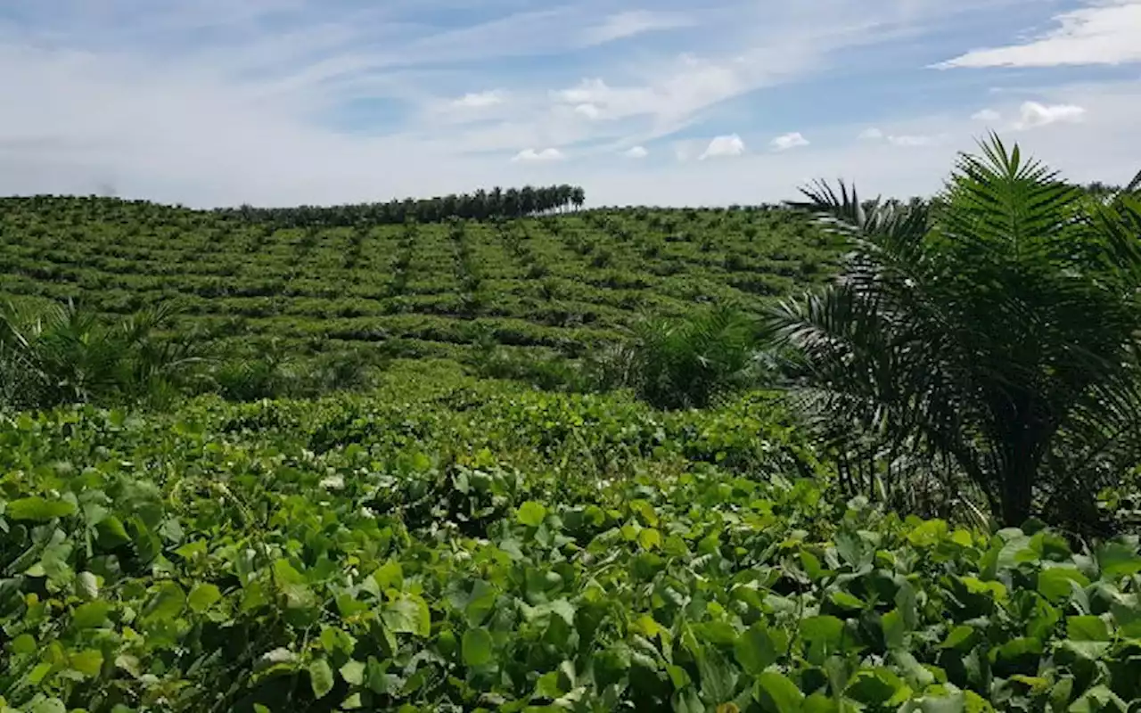 PalmCo Dapat Bantu Stabilkan Harga Minyak Goreng