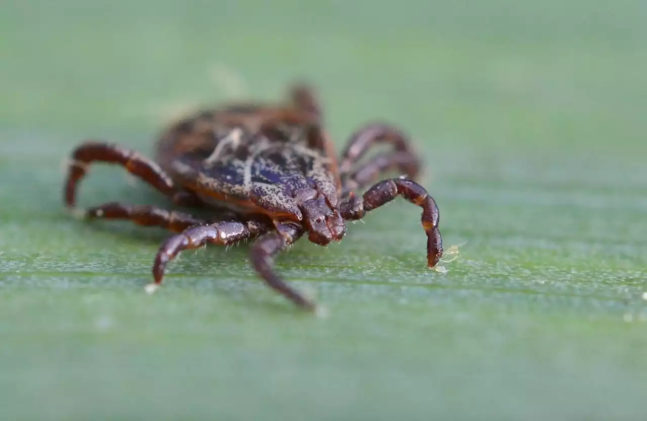 Nach dem Zeckenstich sind sie plötzlich allergisch auf Fleisch