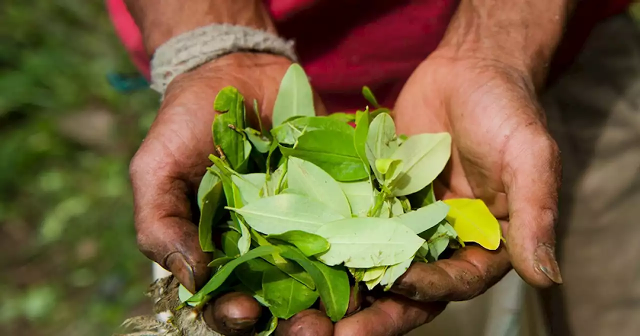 Este domingo se realizará el Festival Futuro Coca, que busca reivindicar el uso de la hoja de coca