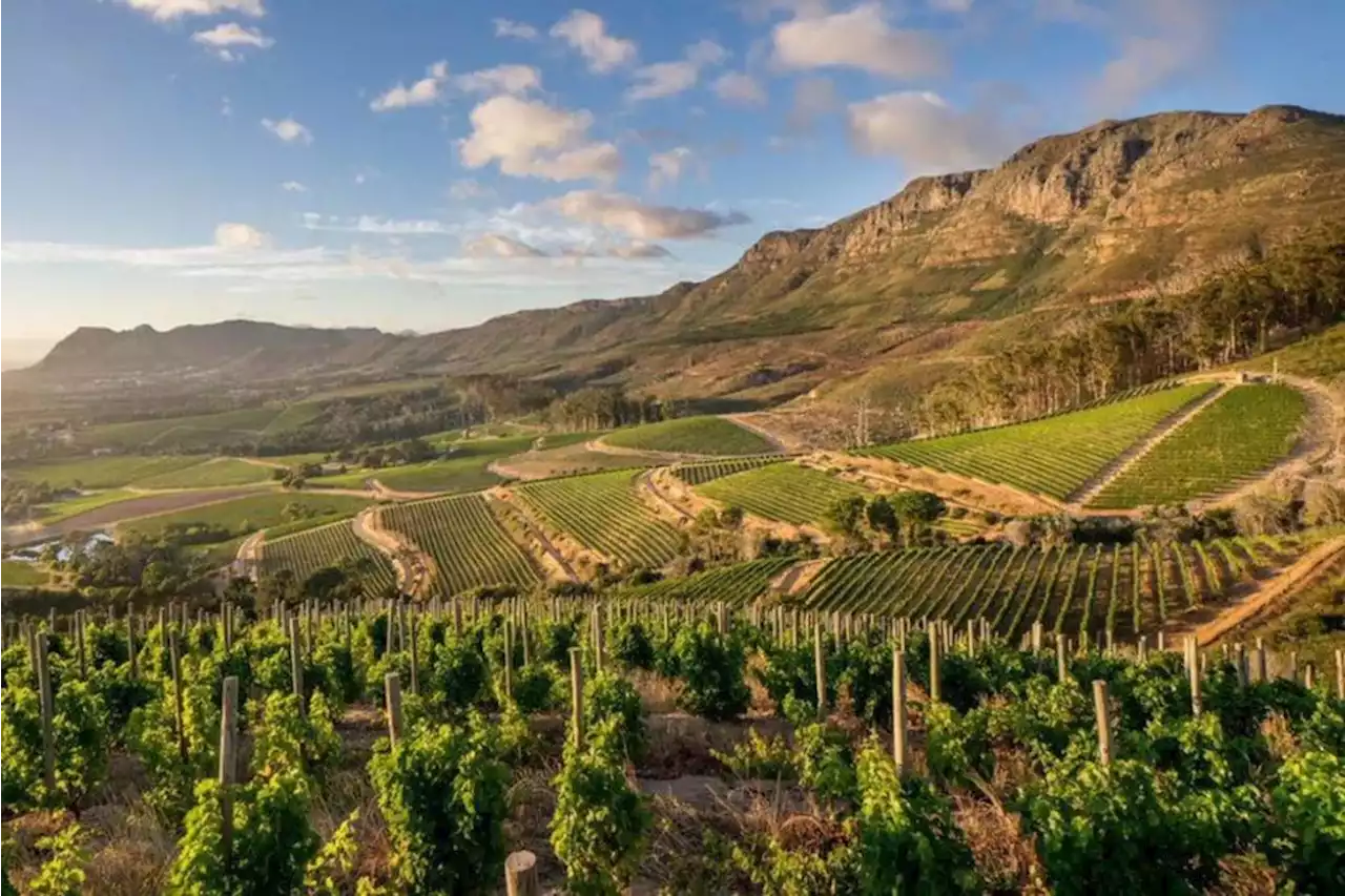 Load shedding brings South Africa’s R55 billion wine industry to its knees