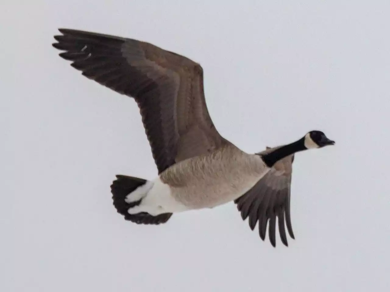 Canada geese ’stained’ with crude oil at Imperial Oil facility in Alberta