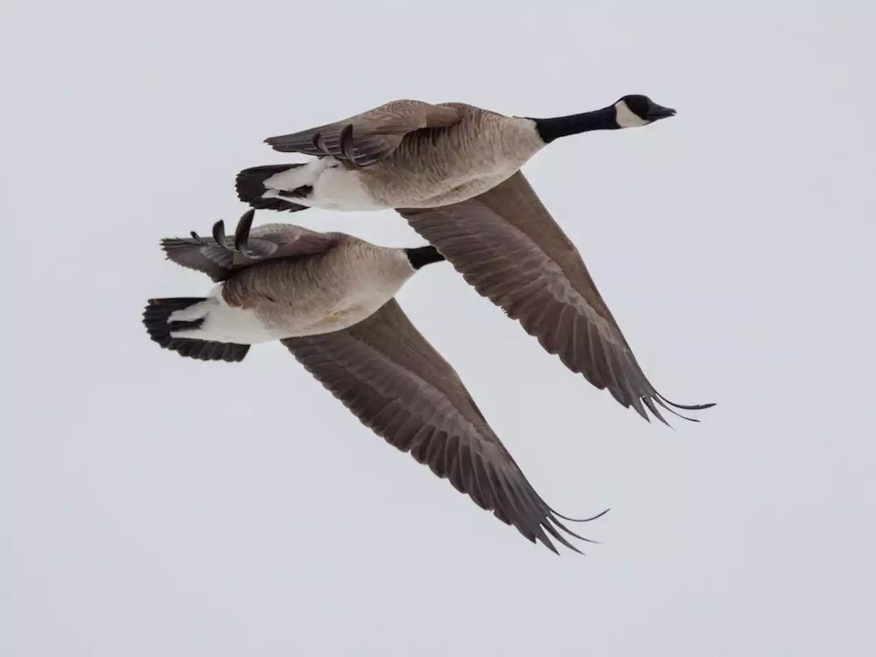 Canada geese ’stained’ with crude oil at Imperial Oil facility in Alberta