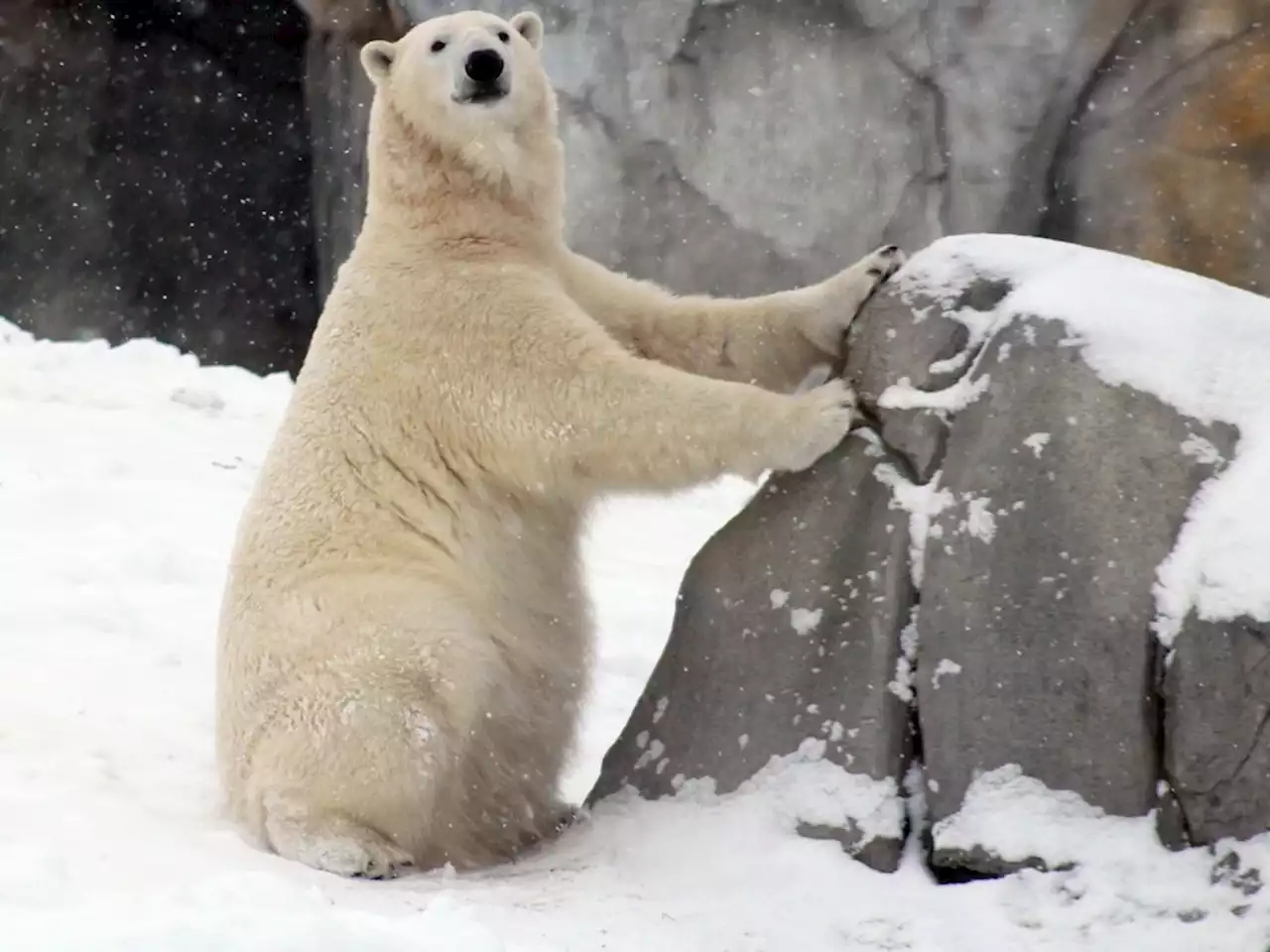 Two polar bears coming to new habitat at the Wilder Institute/Calgary Zoo