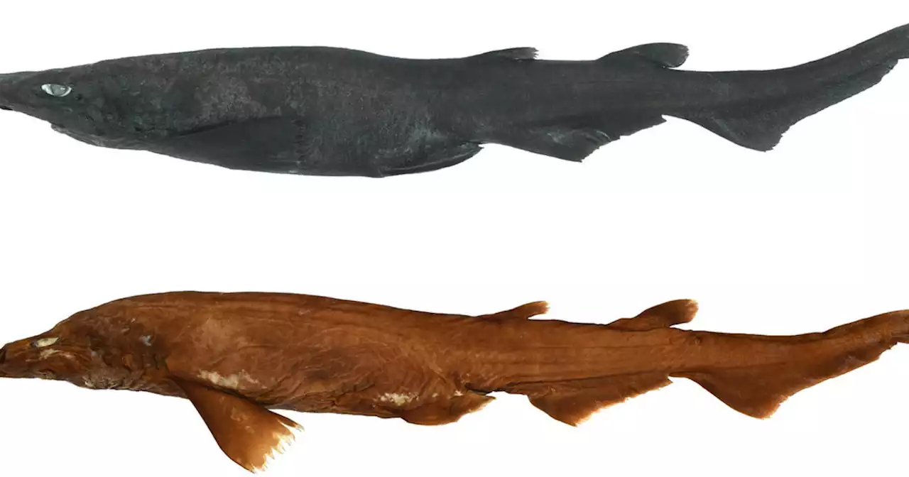 Scientists identify new species of demon catshark with 'white shiny' irises