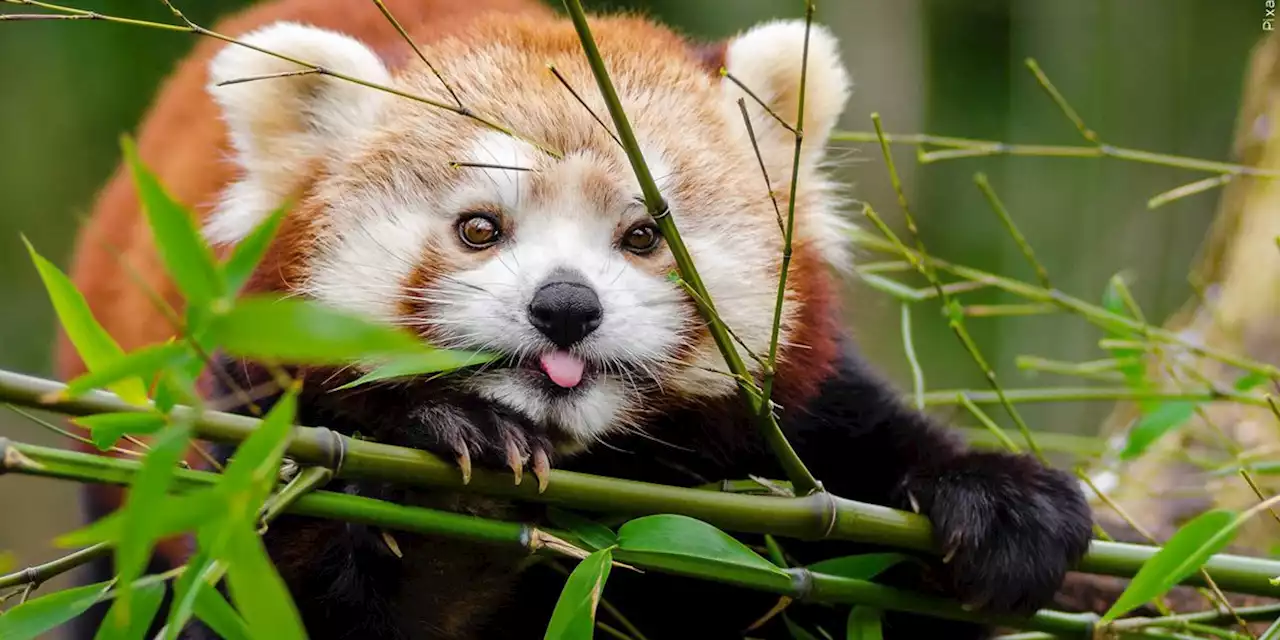 Oklahoma City Zoo welcomes newborn red panda cub