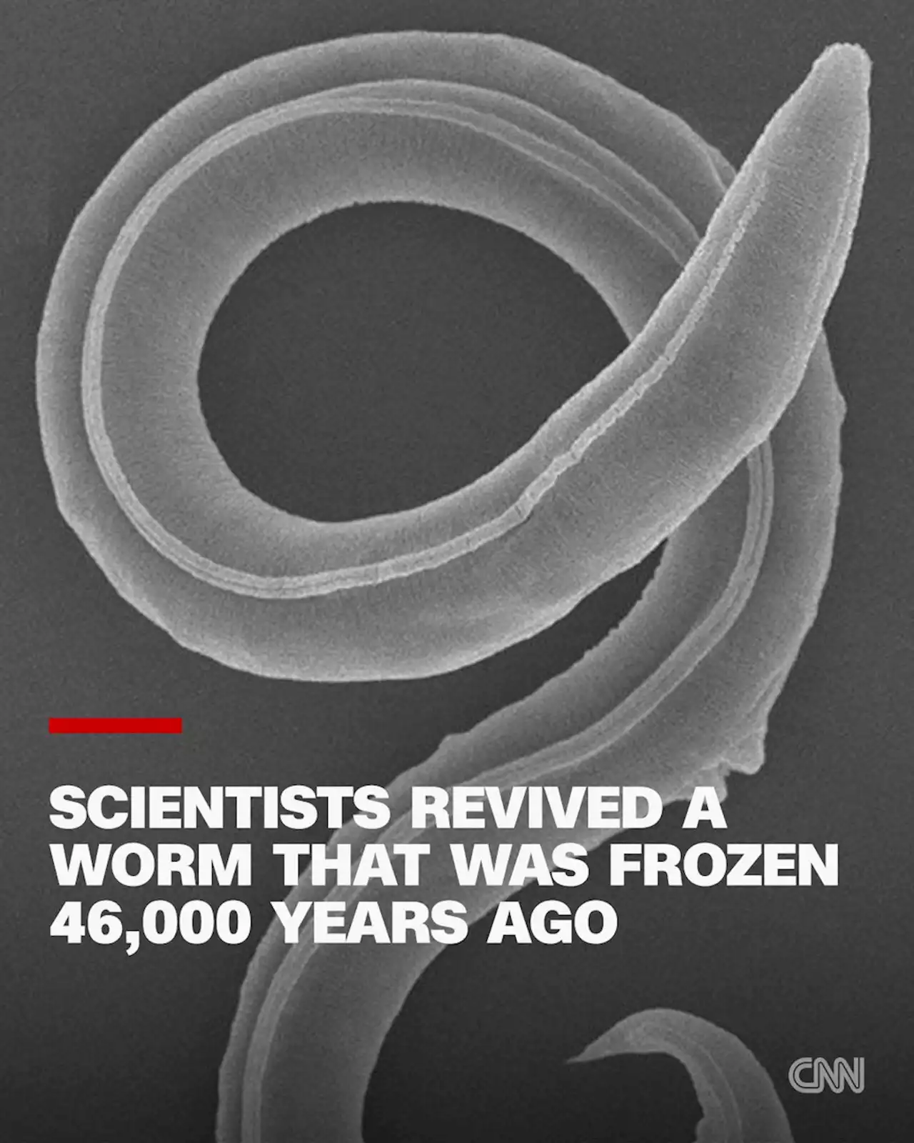 A worm has been revived after 46,000 years in the Siberian permafrost | CNN