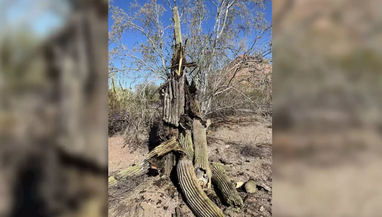 Calor recorde nos EUA mata cactos, plantas adaptadas ao calor e à aridez