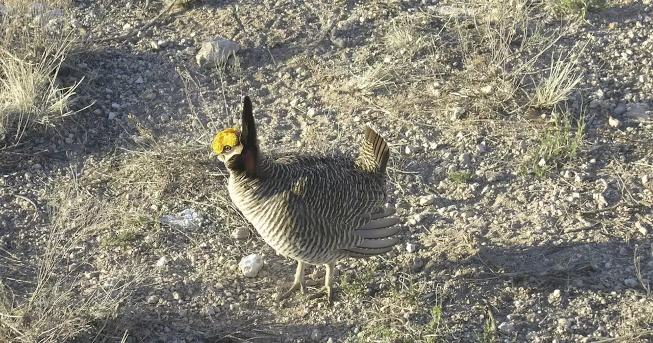 GOP measures would undo protections for endangered lesser prairie chicken, northern bat