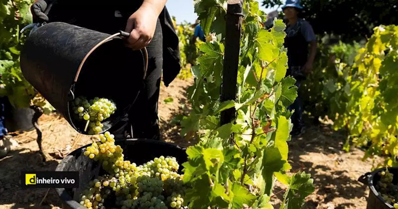 Produção de vinho deverá crescer 8% na próxima vindima