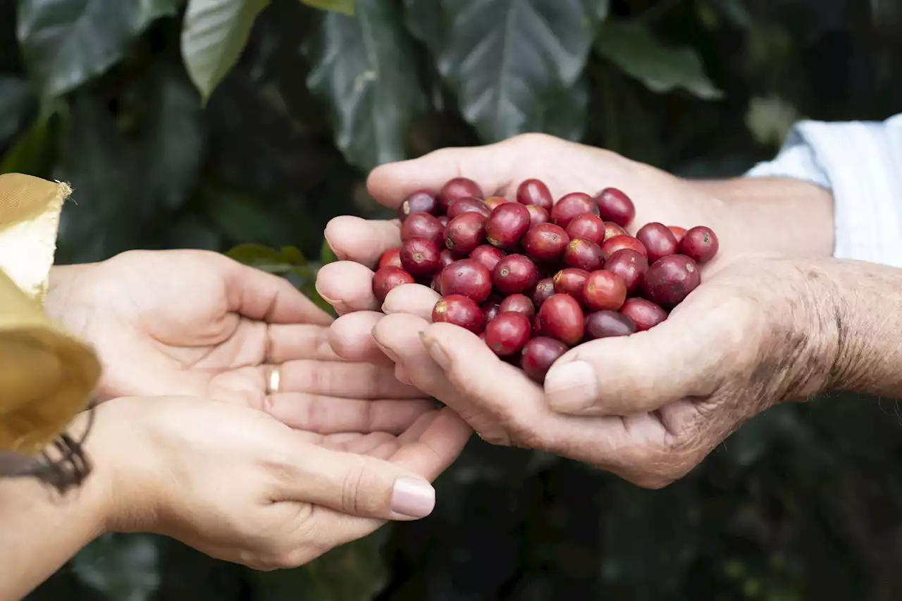 Estas son las causas del malestar de los cafeteros en Colombia