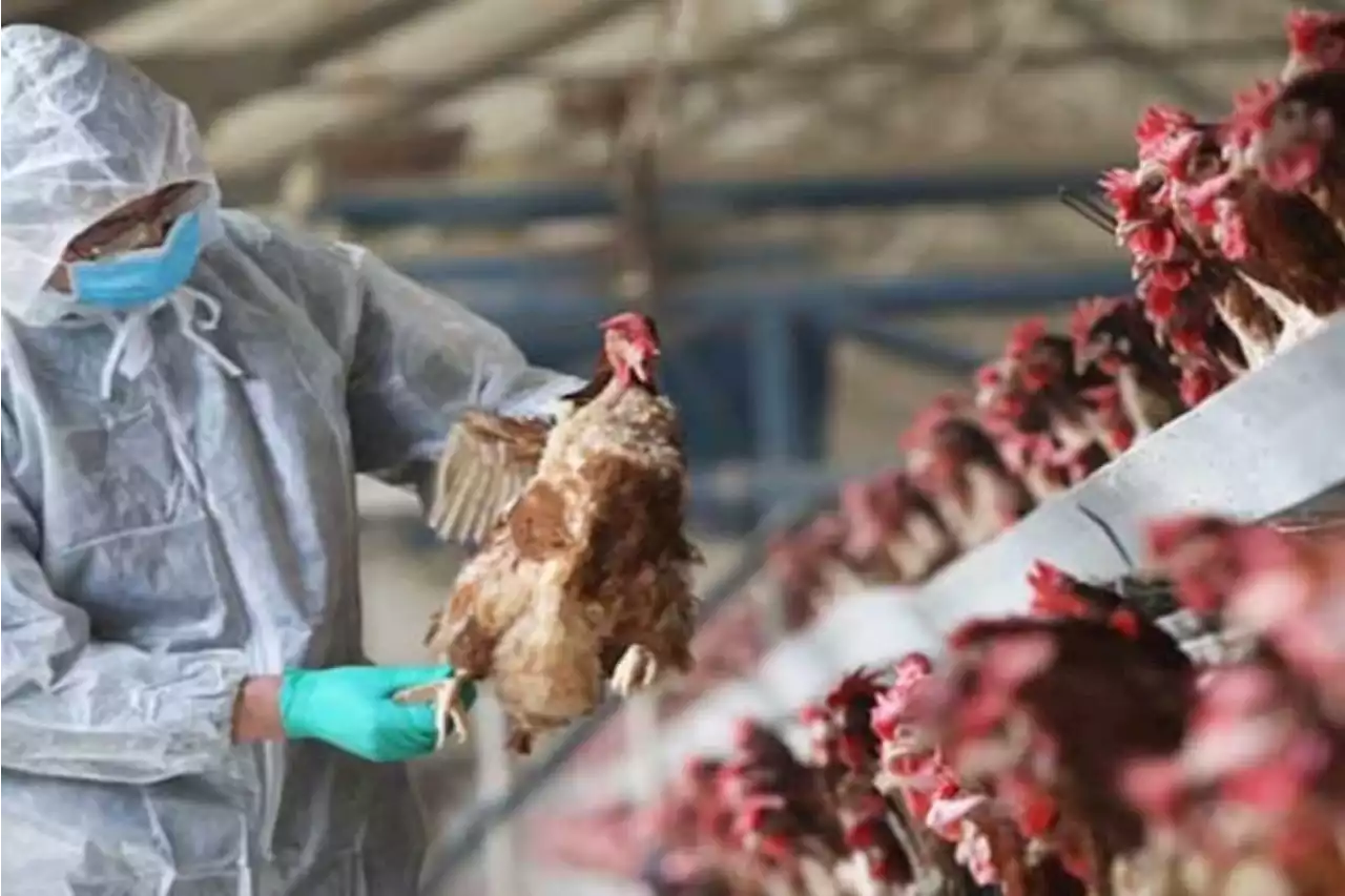 Norway, Finland battle rapid spread of bird flu