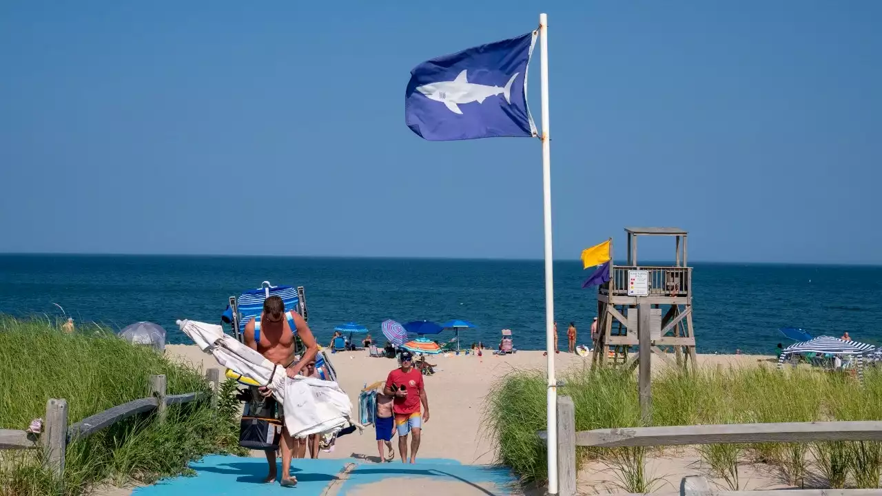 Around 800 great white sharks have visited Cape Cod waters in recent years, scientists say