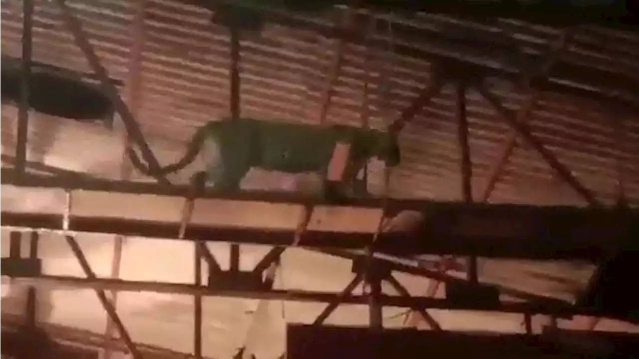 Video shows leopard crashing India TV show set, forcing cast and crew to flee