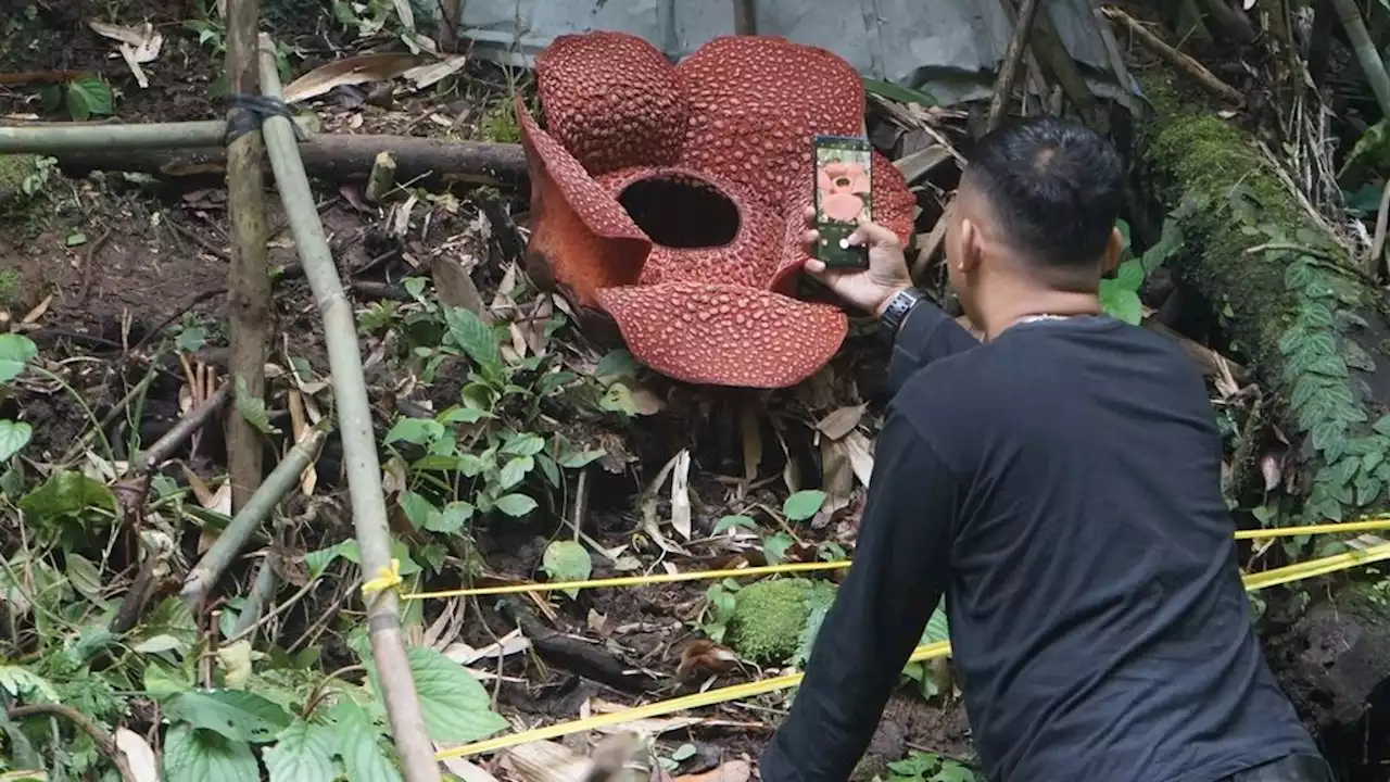 Jalan Tol Mendekatkan Wisatawan dengan ”Bumi Raflesia”