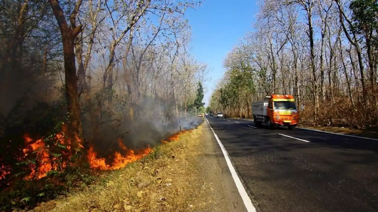 Perburuan Liar Picu Kebakaran Hutan di Lampung