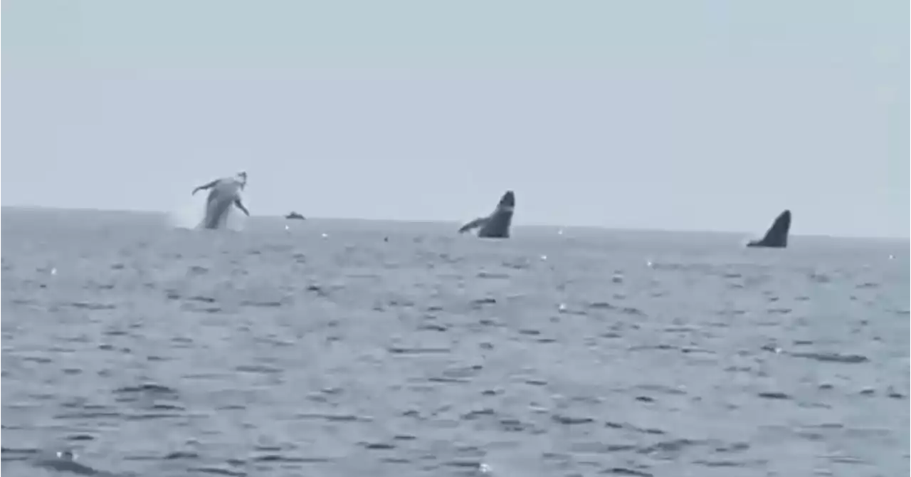 New Hampshire Man Videos 3 Humpbacks Doing 'Whale Ballet'