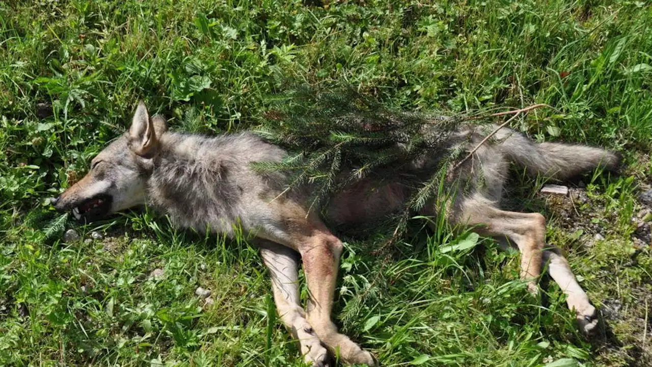 Raubtier hatte 30 Schafe und Lämmer gerissen - auch in unserer Region?