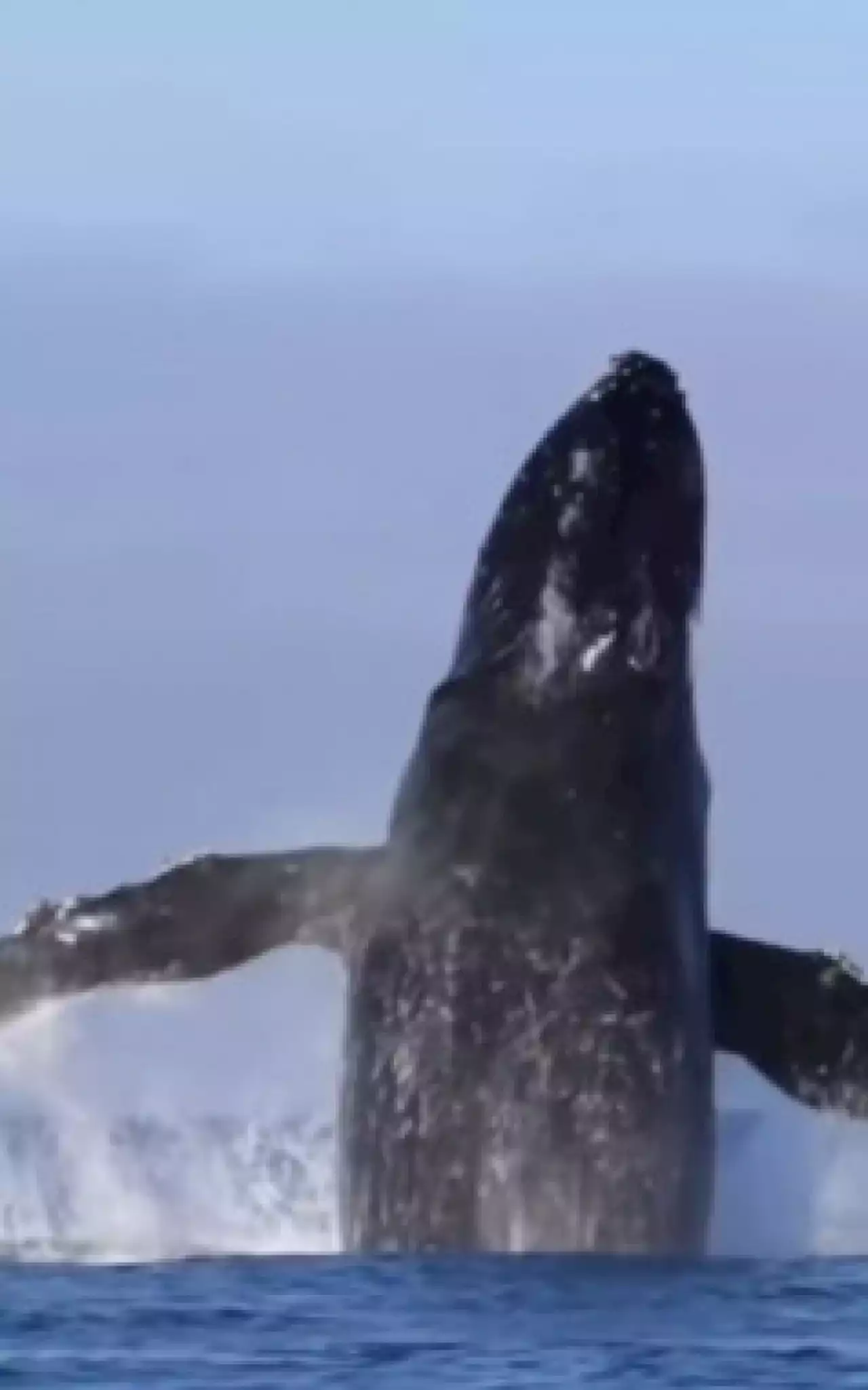 Vídeo: Baleia é vista dando show em praia de Niterói | Rio de Janeiro | O Dia