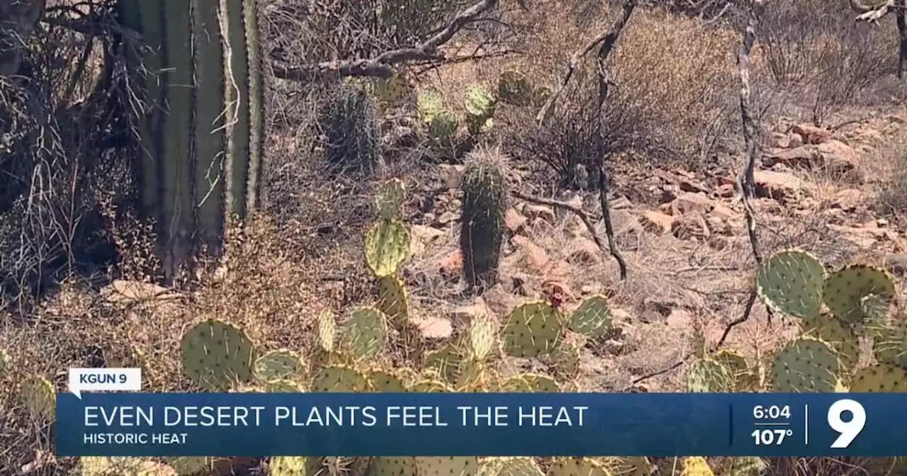 Even tough desert plants feel the heat