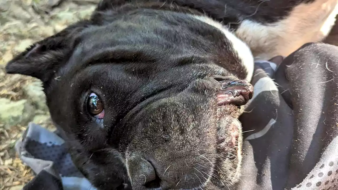 American bulldog rescued from Mailbox Peak trailhead in North Bend