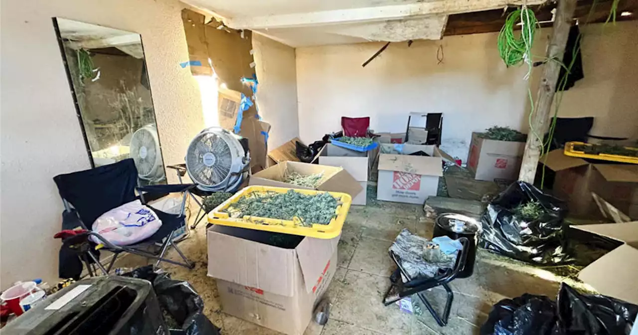 Dozens of smuggled people, 'horrible' conditions found at illegal pot plant in Merced Co.