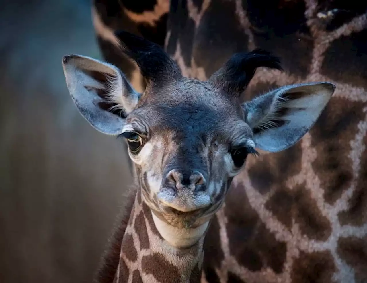 Texas zoo grief-stricken after unexpected deaths of baby giraffe, its mother