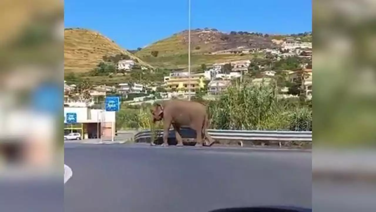 Calabria, un elefante sulla statale: evade dal circo e passeggia per le vie del paese