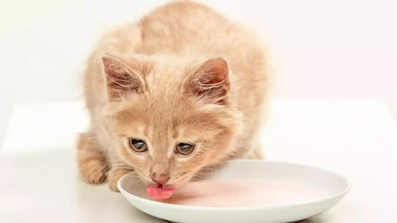 Kucing Minum Susu Sapi, Malah Bisa Bikin Anabul Mencret dan Malas Makan