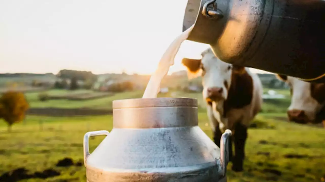 Studi: Nutrisi Susu Nabati Tidak Bisa Gantikan Susu Sapi Murni