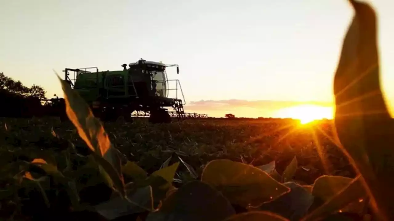 Desde el 3 de agosto estará prohibido el uso de productos formulados con el insecticida Fipronil