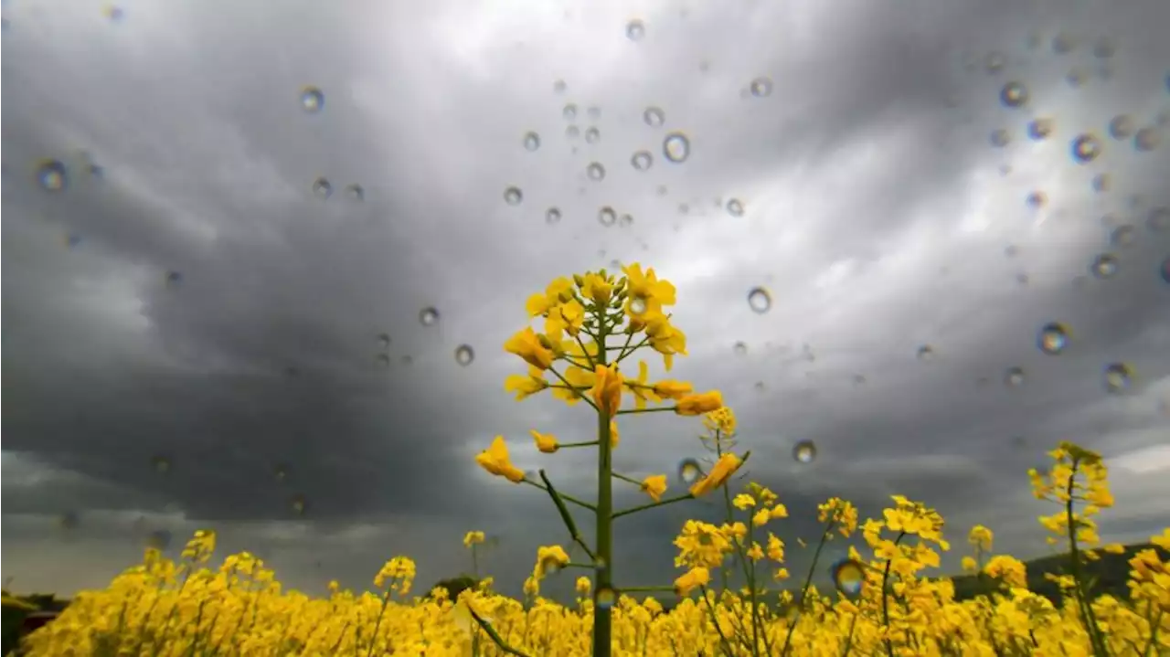 Gewitter, Wind und Starkregen am Wochenende