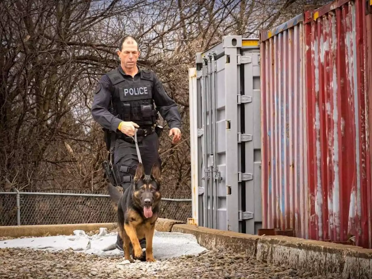 Toronto man accused of killing police dog Bingo charged in fatal shooting of 24-year-old