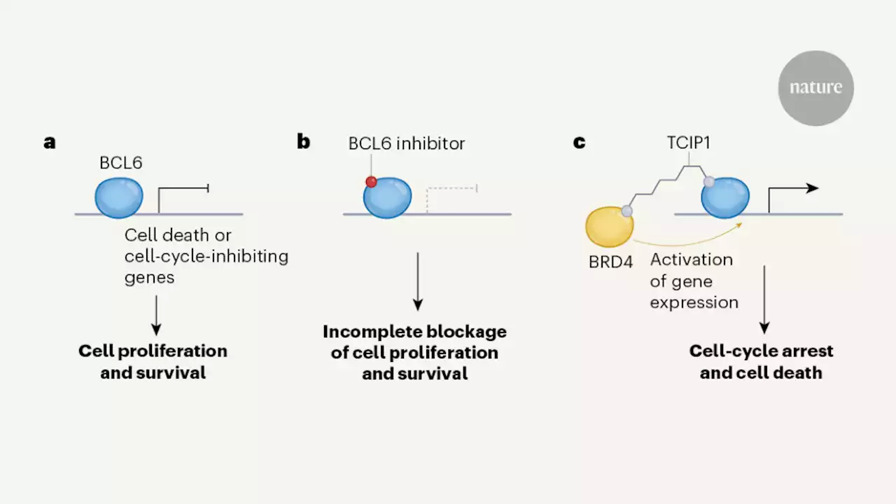 Double-headed molecule activates cell-death pathways in cancer cells