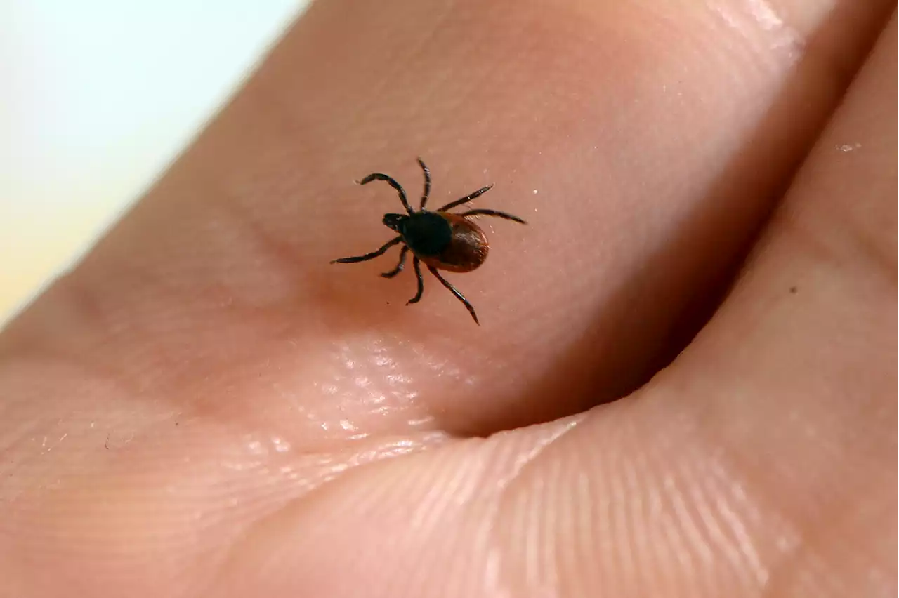 Scientists develop game-changing vaccine against Lyme disease ticks