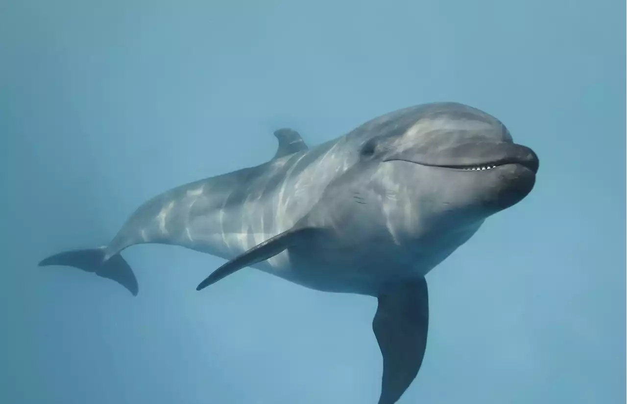 'They are justifiably angry': do dolphins and orcas want revenge?