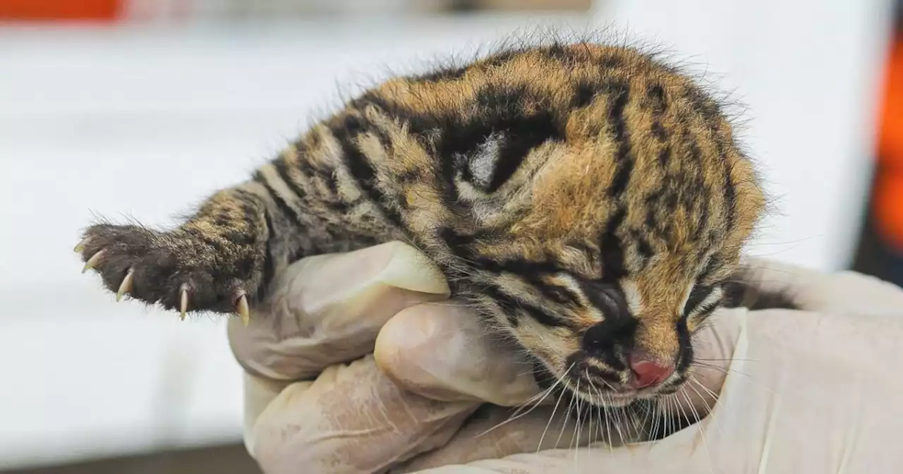 Cría de ocelote fue sacada de su hábitat natural en el Meta y abandonada a su suerte