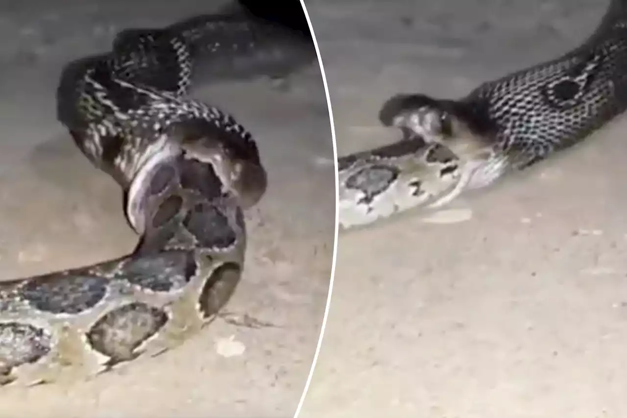 Cannibal cobra devours Burmese python whole in rare wild footage