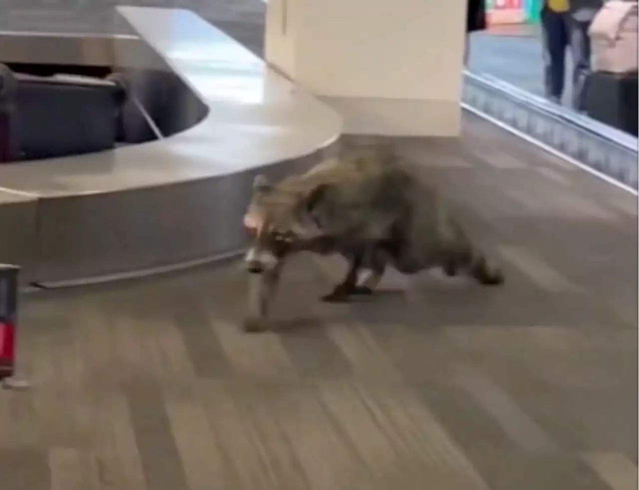 Raccoon runs wild through airport, causing terrified passengers to scream