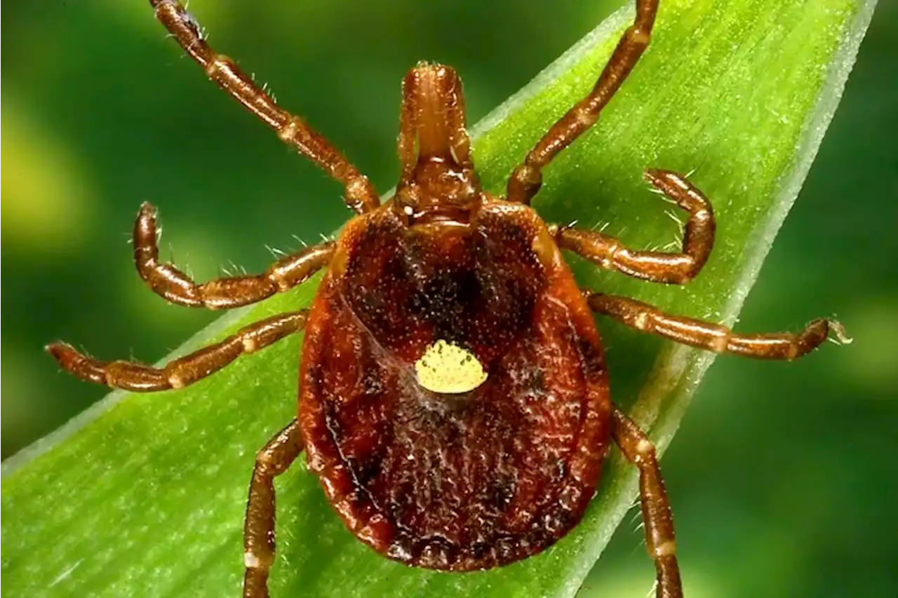 A lone star tick bite can cause a rare red meat allergy. About half of physicians never heard of it.