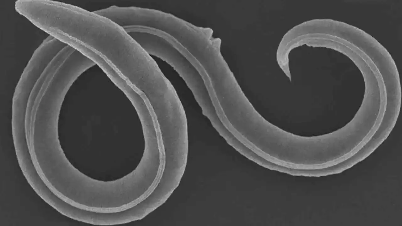 Recently awoken 46,000-year-old nematodes already have 100 generations of babies