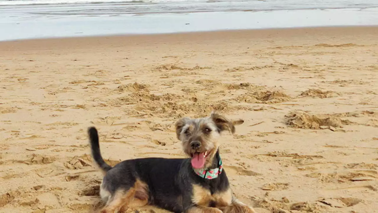 Playas para perros en Cantabria