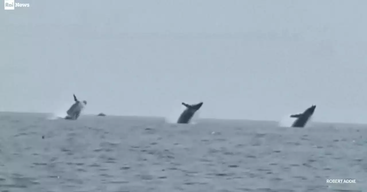 Tre balene saltano all'unisono, il momento unico catturato in un video