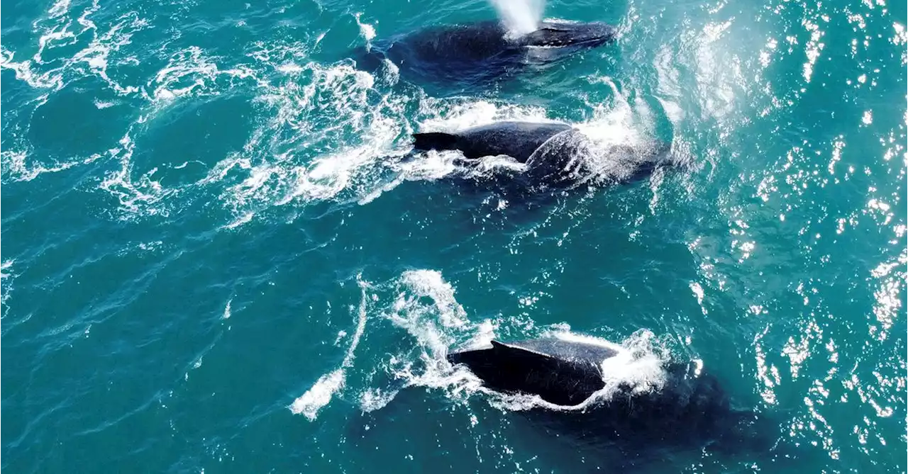 Brazilian citizen scientists see humpbacks return decades after mass killings