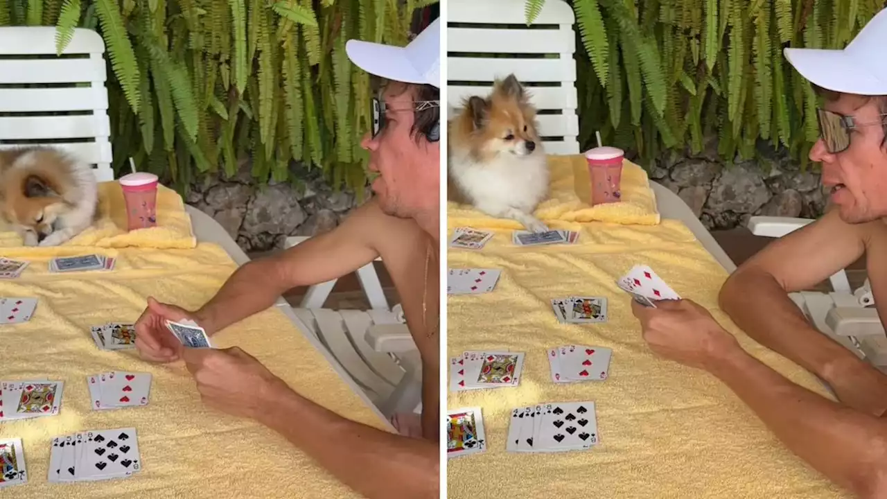 Video | Rigo Urán enloqueció: después del Tour de Francia, se le dio por jugar cartas con su perro